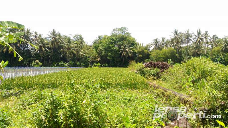 Dijual Tanah Jual Tanah Di Seputaran Dusun Murangan 